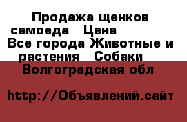 Продажа щенков самоеда › Цена ­ 40 000 - Все города Животные и растения » Собаки   . Волгоградская обл.